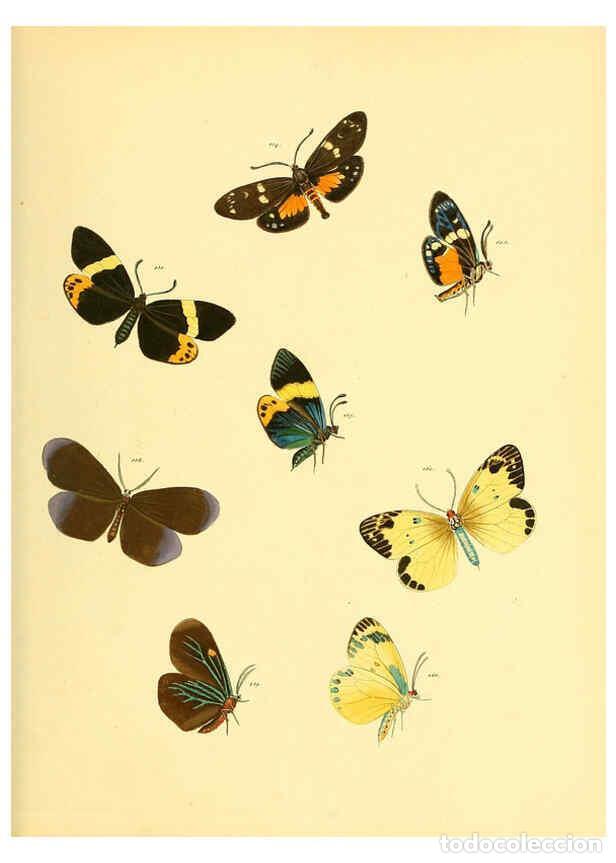Collezionismo di Riviste e Giornali: Reproducci&oacute;n/Reproduction 6140436586: Sammlung neuer oder wenig bekannter aussereurop&auml;ischer Schmett