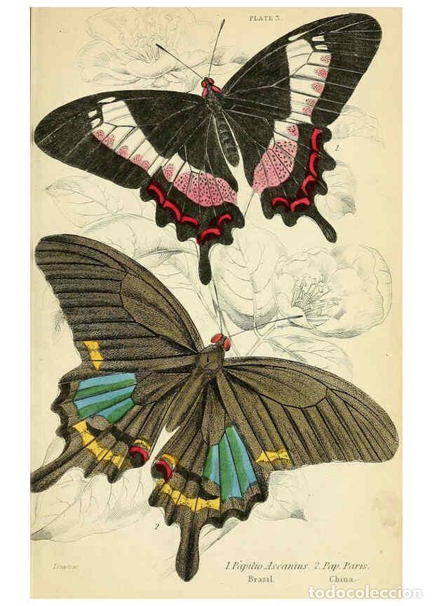 Coleccionismo de revistas y peri&oacute;dicos: Reproducci&oacute;n/Reproduction 6045542783: Foreign butterflies Edinburgh :Henry G. Bohn,1858 - James Dunc