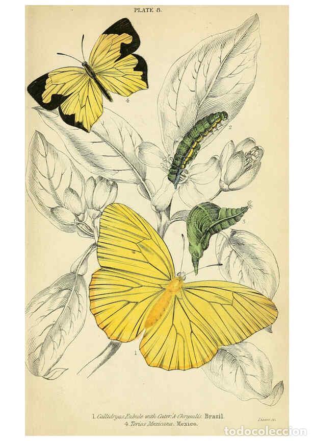 Coleccionismo de revistas y peri&oacute;dicos: Reproducci&oacute;n/Reproduction 6045544899: Foreign butterflies Edinburgh :Henry G. Bohn,1858 - James Dunc