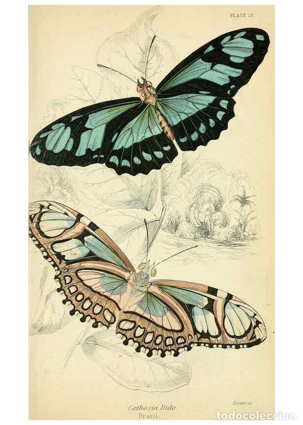 Coleccionismo de revistas y peri&oacute;dicos: Reproducci&oacute;n/Reproduction 6046095804: Foreign butterflies Edinburgh :Henry G. Bohn,1858 - James Dunc
