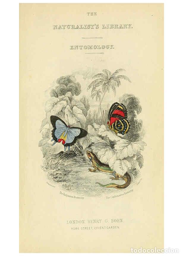 Coleccionismo de revistas y peri&oacute;dicos: Reproducci&oacute;n/Reproduction 6045541411: Foreign butterflies Edinburgh :Henry G. Bohn,1858 - James Dunc