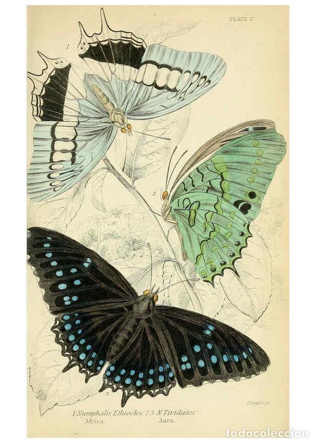 Coleccionismo de revistas y peri&oacute;dicos: Reproducci&oacute;n/Reproduction 6046098090: Foreign butterflies Edinburgh :Henry G. Bohn,1858 - James Dunc