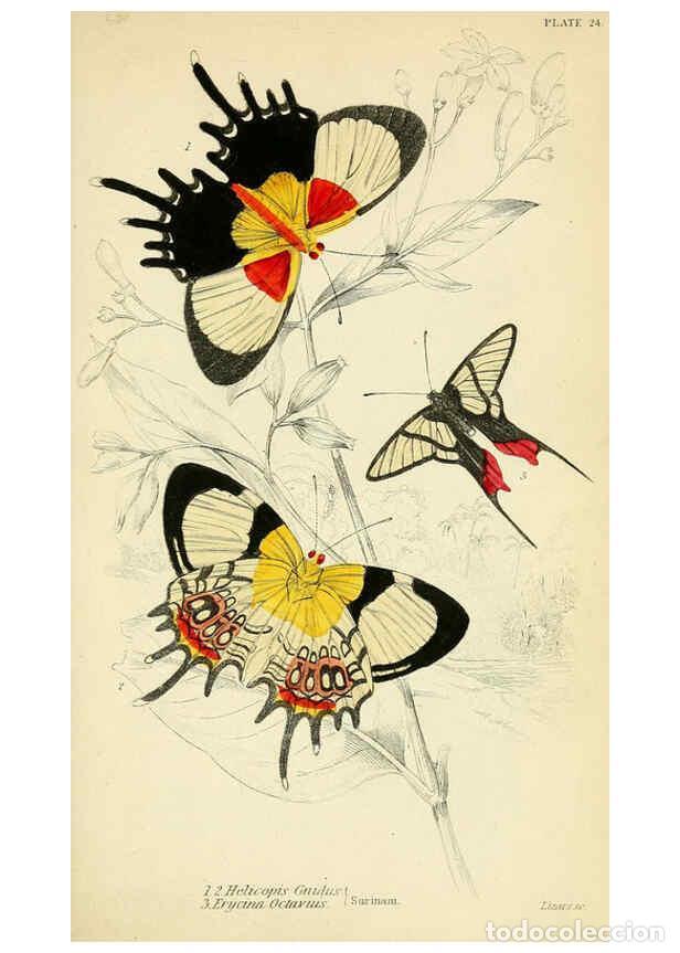 Coleccionismo de revistas y peri&oacute;dicos: Reproducci&oacute;n/Reproduction 6045552493: Foreign butterflies Edinburgh :Henry G. Bohn,1858 - James Dunc