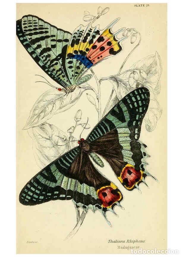 Coleccionismo de revistas y peri&oacute;dicos: Reproducci&oacute;n/Reproduction 6045554957: Foreign butterflies Edinburgh :Henry G. Bohn,1858 - James Dunc