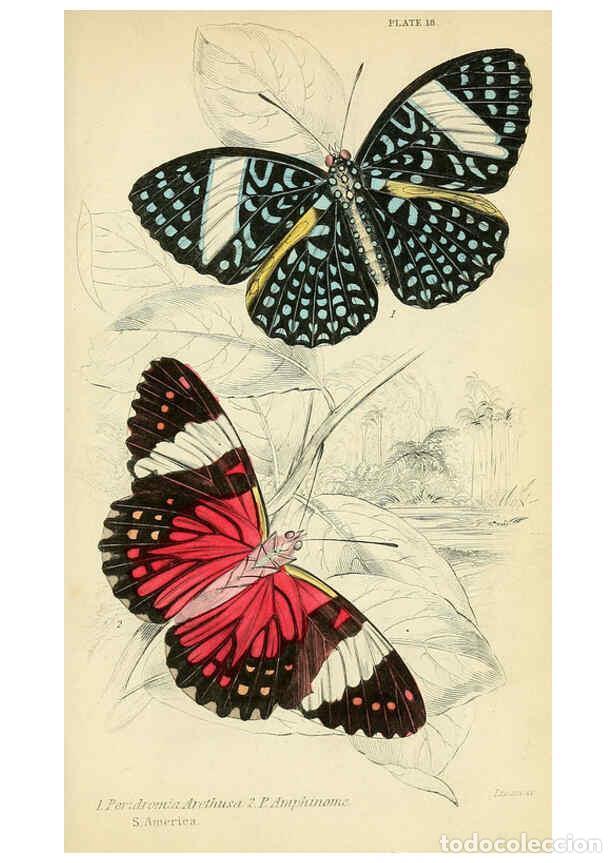 Coleccionismo de revistas y peri&oacute;dicos: Reproducci&oacute;n/Reproduction 6045549723: Foreign butterflies Edinburgh :Henry G. Bohn,1858 - James Dunc
