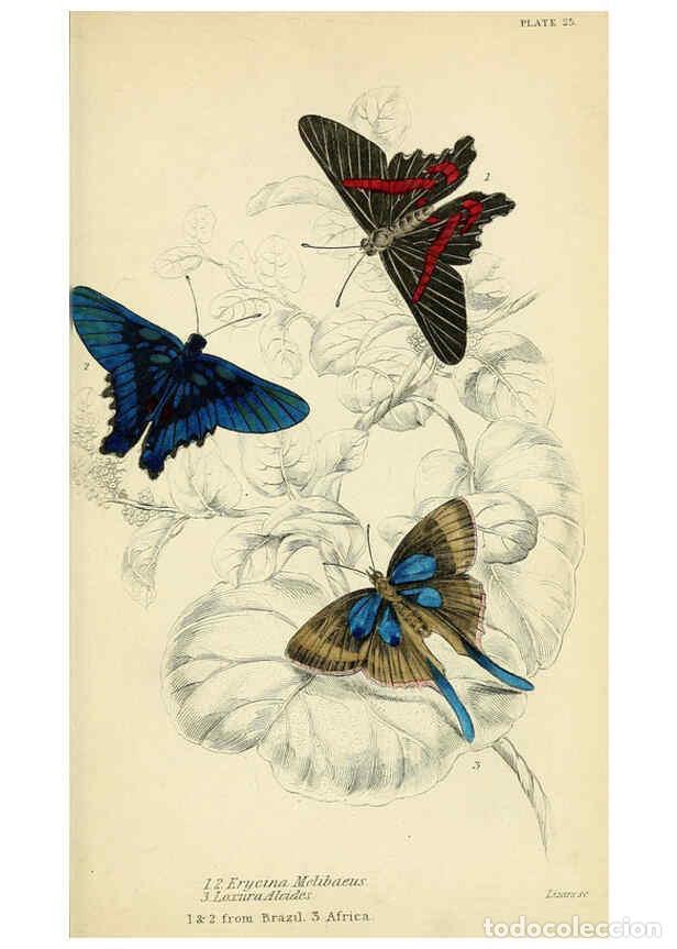 Coleccionismo de revistas y peri&oacute;dicos: Reproducci&oacute;n/Reproduction 6046101916: Foreign butterflies Edinburgh :Henry G. Bohn,1858 - James Dunc