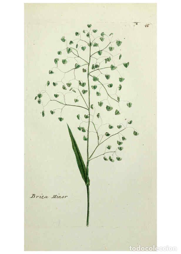 Coleccionismo de Revistas y Peri&oacute;dicos: Reproducci&oacute;n/Reproduction 6056024746: Flora Parisiensis. v.1. Paris,P.F. Didot,1776-1783 - Pierre Bu