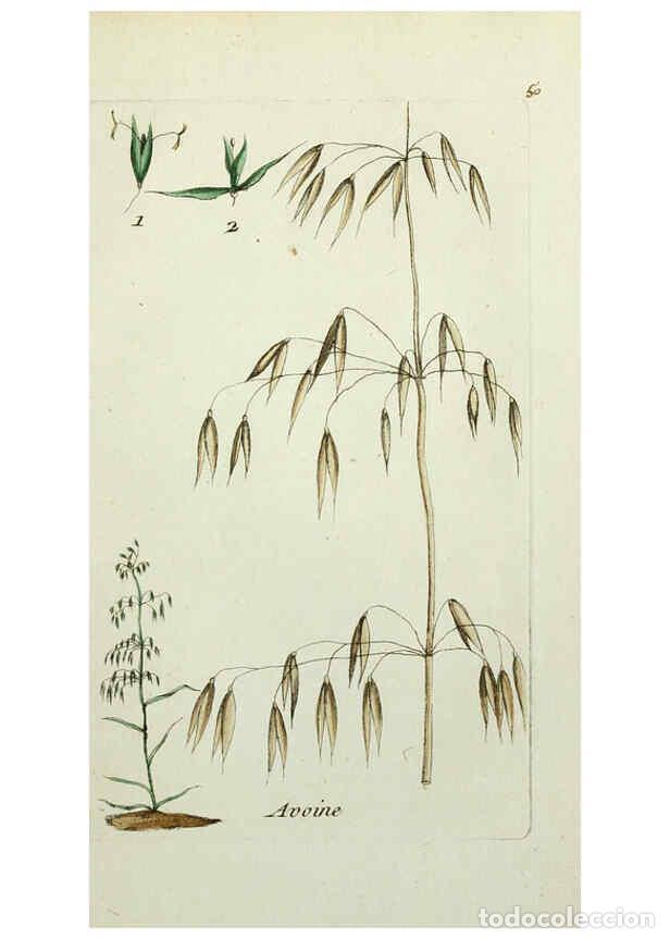 Sammeln von Zeitschriften und Zeitungen: Reproducci&oacute;n/Reproduction 6055478307: Flora Parisiensis. v.1. Paris,P.F. Didot,1776-1783 - Pierre Bu