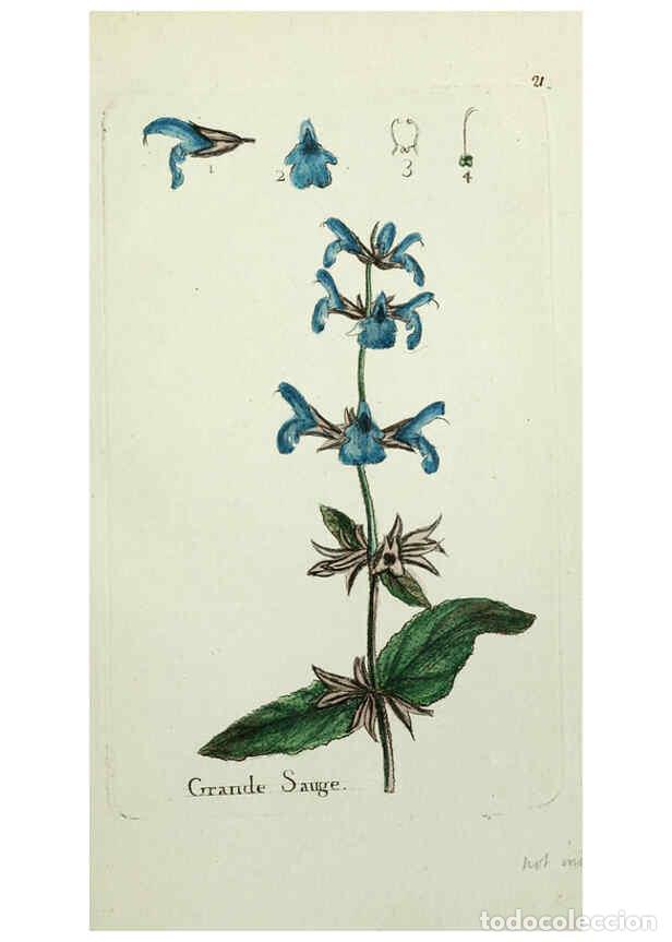 Coleccionismo de revistas y peri&oacute;dicos: Reproducci&oacute;n/Reproduction 6056019430: Flora Parisiensis. v.1. Paris,P.F. Didot,1776-1783 - Pierre Bu