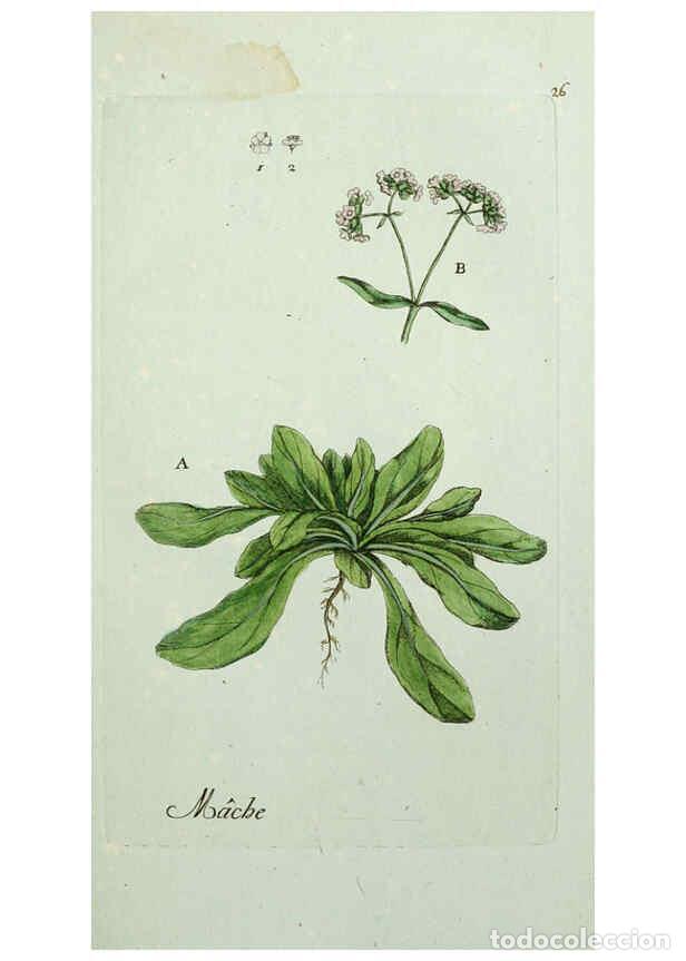 Coleccionismo de revistas y peri&oacute;dicos: Reproducci&oacute;n/Reproduction 6055473259: Flora Parisiensis. v.1. Paris,P.F. Didot,1776-1783 - Pierre Bu