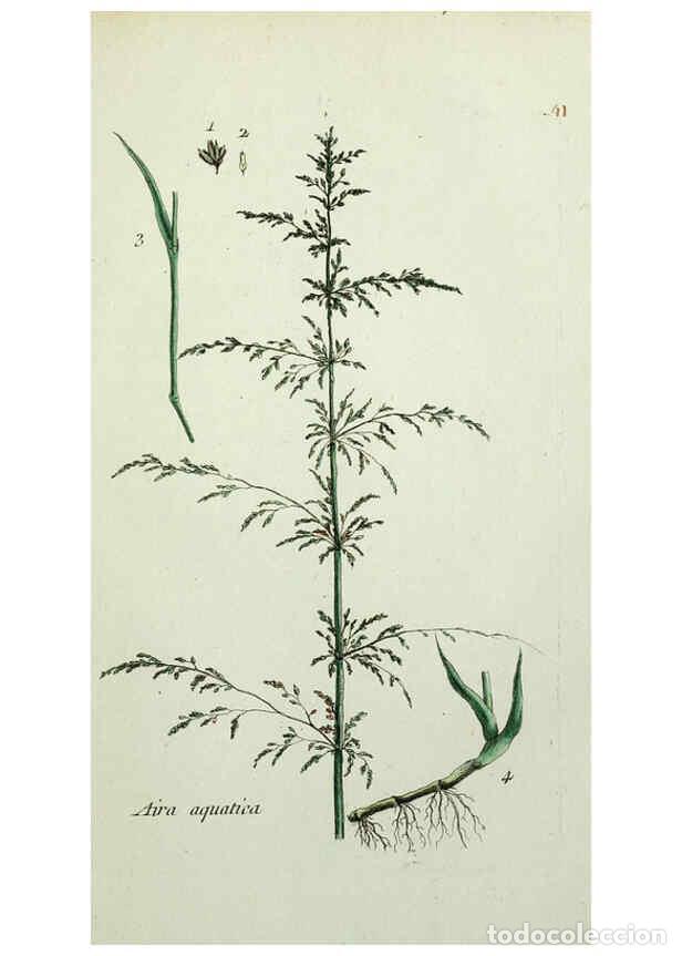 Colecionismo de Revistas e Jornais: Reproducci&oacute;n/Reproduction 6056024026: Flora Parisiensis. v.1. Paris,P.F. Didot,1776-1783 - Pierre Bu