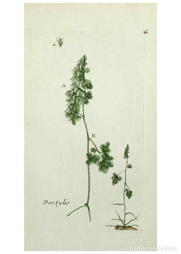 Colecionismo de Revistas e Jornais: Reproducci&oacute;n/Reproduction 6056024902: Flora Parisiensis. v.1. Paris,P.F. Didot,1776-1783 - Pierre Bu