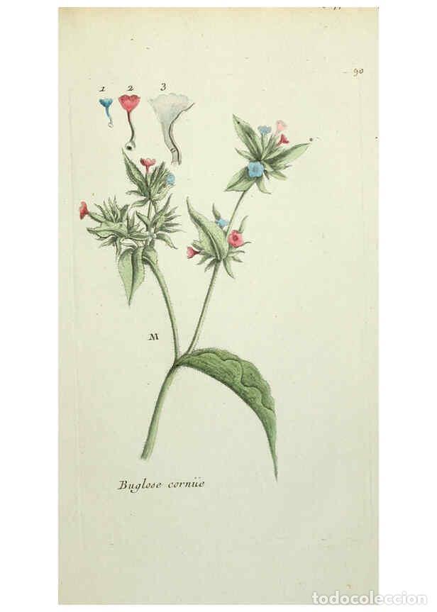Colecionismo de Revistas e Jornais: Reproducci&oacute;n/Reproduction 6055494055: Flora Parisiensis. v.1. Paris,P.F. Didot,1776-1783 - Pierre Bu