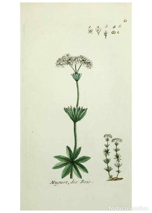 Sammeln von Zeitschriften und Zeitungen: Reproducci&oacute;n/Reproduction 6056027696: Flora Parisiensis. v.1. Paris,P.F. Didot,1776-1783 - Pierre Bu