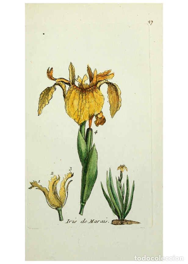 Coleccionismo de revistas y peri&oacute;dicos: Reproducci&oacute;n/Reproduction 6056020772: Flora Parisiensis. v.1. Paris,P.F. Didot,1776-1783 - Pierre Bu