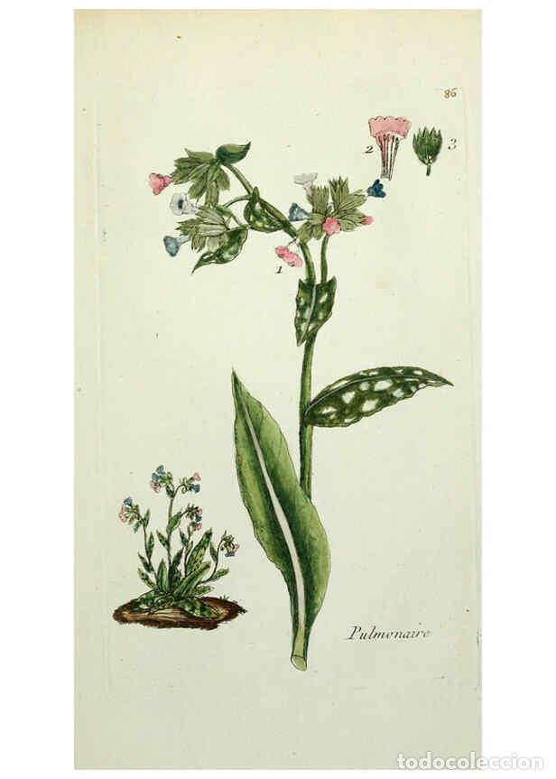 Coleccionismo de revistas y peri&oacute;dicos: Reproducci&oacute;n/Reproduction 6056040376: Flora Parisiensis. v.1. Paris,P.F. Didot,1776-1783 - Pierre Bu