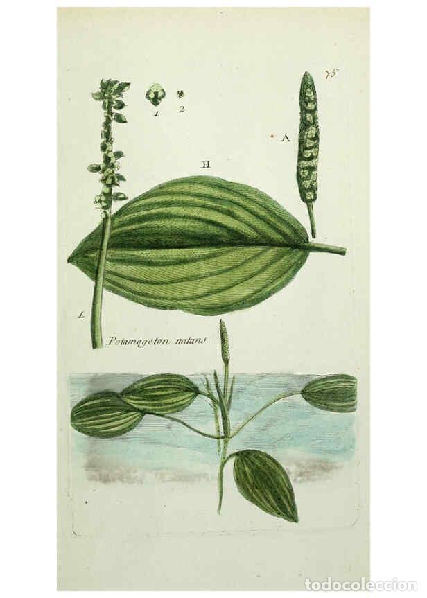 Sammeln von Zeitschriften und Zeitungen: Reproducci&oacute;n/Reproduction 6055490815: Flora Parisiensis. v.1. Paris,P.F. Didot,1776-1783 - Pierre Bu