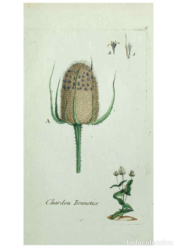 Sammeln von Zeitschriften und Zeitungen: Reproducci&oacute;n/Reproduction 6056027020: Flora Parisiensis. v.1. Paris,P.F. Didot,1776-1783 - Pierre Bu