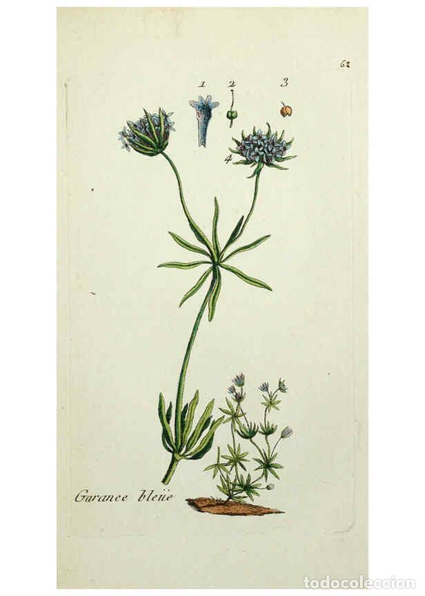 Coleccionismo de Revistas y Peri&oacute;dicos: Reproducci&oacute;n/Reproduction 6055480501: Flora Parisiensis. v.1. Paris,P.F. Didot,1776-1783 - Pierre Bu