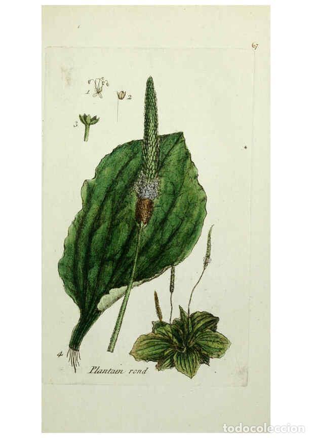 Collection Magazines and Newspapers: Reproducci&oacute;n/Reproduction 6055481587: Flora Parisiensis. v.1. Paris,P.F. Didot,1776-1783 - Pierre Bu
