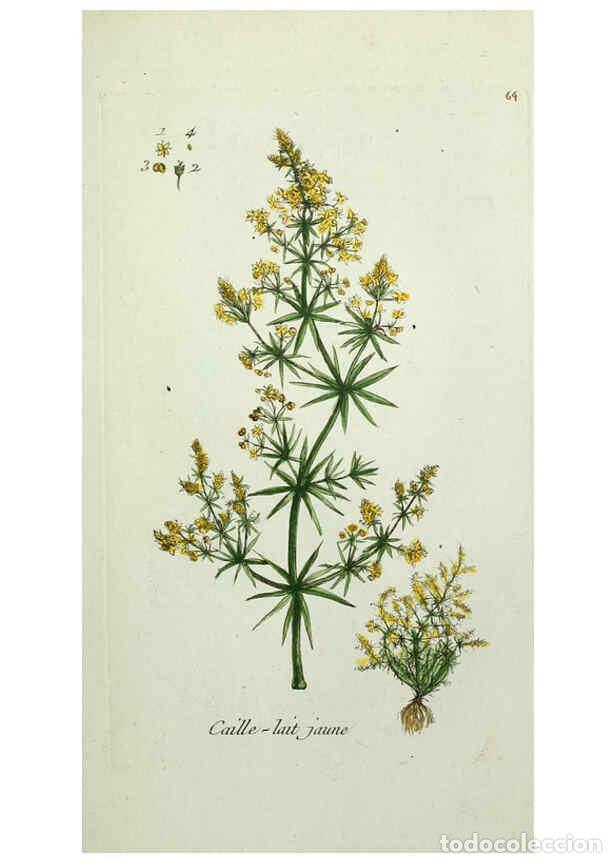 Sammeln von Zeitschriften und Zeitungen: Reproducci&oacute;n/Reproduction 6056028146: Flora Parisiensis. v.1. Paris,P.F. Didot,1776-1783 - Pierre Bu