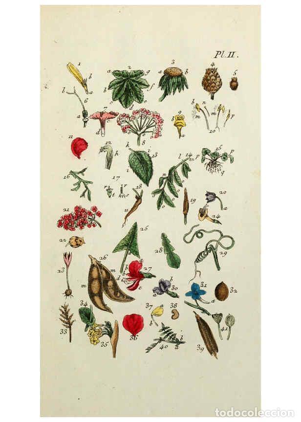 Coleccionismo de revistas y peri&oacute;dicos: Reproducci&oacute;n/Reproduction 6055467079: Flora Parisiensis. v.1. Paris,P.F. Didot,1776-1783 - Pierre Bu