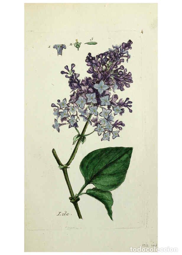 Collectionnisme de Revues et Journaux: Reproducci&oacute;n/Reproduction 6055468105: Flora Parisiensis. v.1. Paris,P.F. Didot,1776-1783 - Pierre Bu