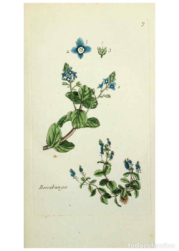 Sammeln von Zeitschriften und Zeitungen: Reproducci&oacute;n/Reproduction 6055469273: Flora Parisiensis. v.1. Paris,P.F. Didot,1776-1783 - Pierre Bu