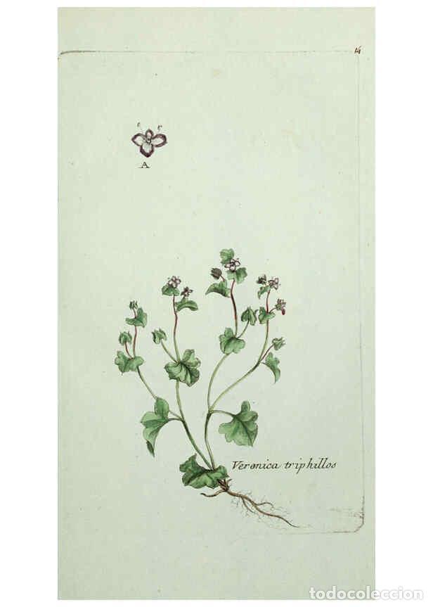 Collezionismo di Riviste e Giornali: Reproducci&oacute;n/Reproduction 6056017856: Flora Parisiensis. v.1. Paris,P.F. Didot,1776-1783 - Pierre Bu