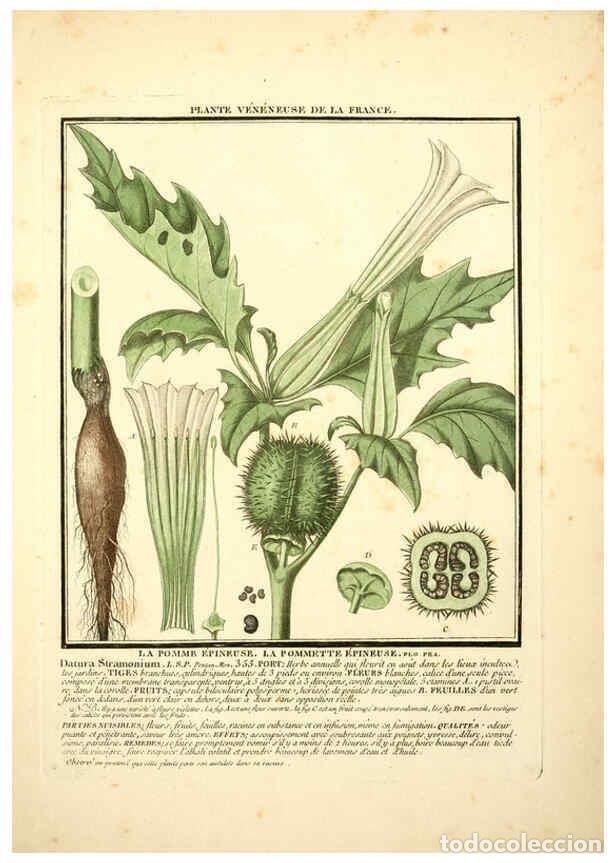 Collezionismo di Riviste e Giornali: Reproducci&oacute;n/Reproduction 6050077874: Herbier de la France. 1-48. Paris,Chez l'auteur, Didot, Debure