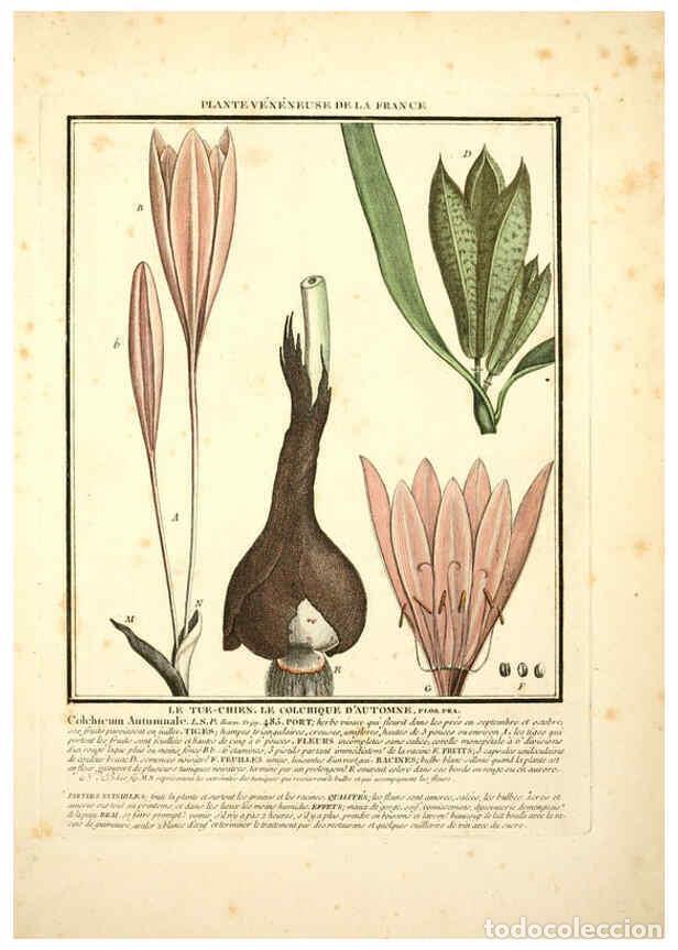 Collezionismo di Riviste e Giornali: Reproducci&oacute;n/Reproduction 6049526983: Herbier de la France. 1-48. Paris,Chez l'auteur, Didot, Debure