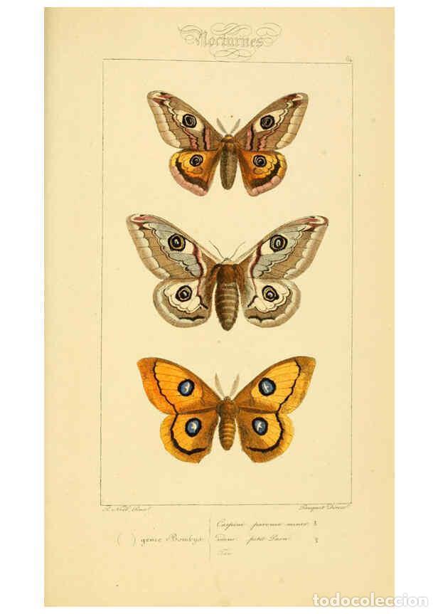Collezionismo di Riviste e Giornali: Reproducci&oacute;n/Reproduction 6053315807: Histoire naturelle des l&eacute;pidopt&egrave;res d'Europe Paris :L. de Bure