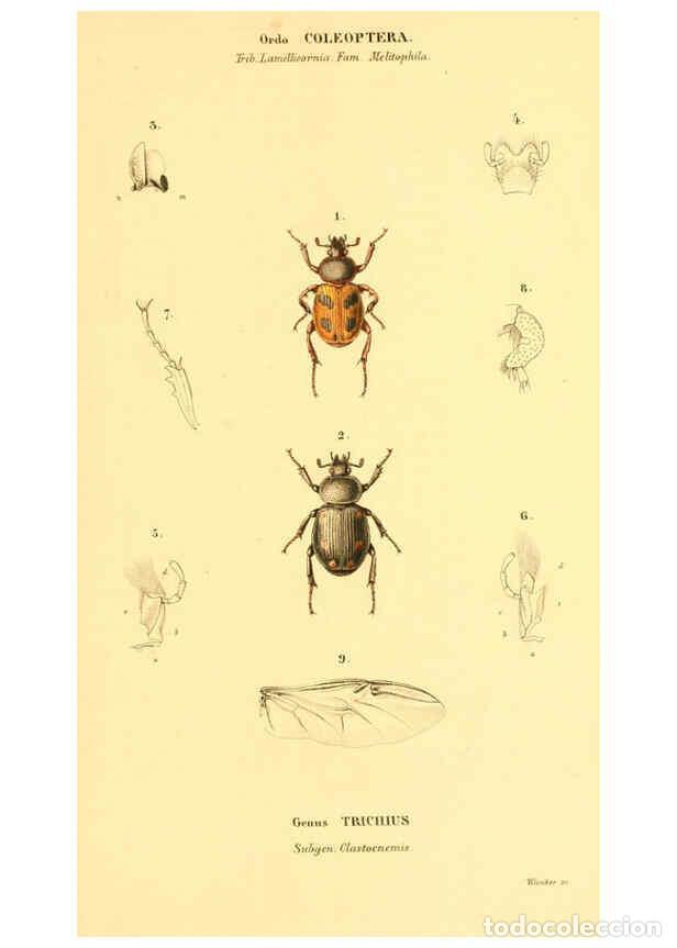 Collezionismo di Riviste e Giornali: Reproducci&oacute;n/Reproduction 6049885008: Genera qu&aelig;dam insectorum. Iconibus illustravit et descripsit H