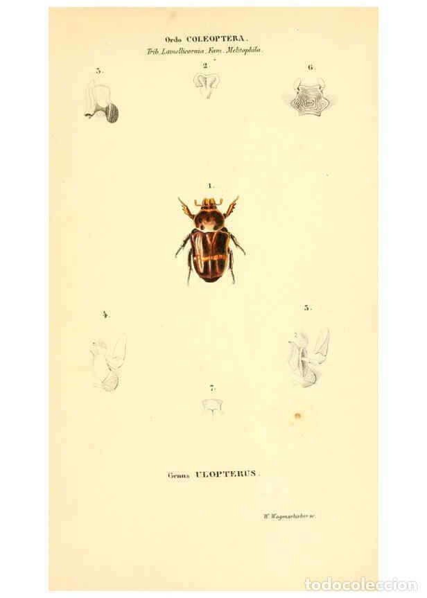 Collezionismo di Riviste e Giornali: Reproducci&oacute;n/Reproduction 6049887170: Genera qu&aelig;dam insectorum. Iconibus illustravit et descripsit H