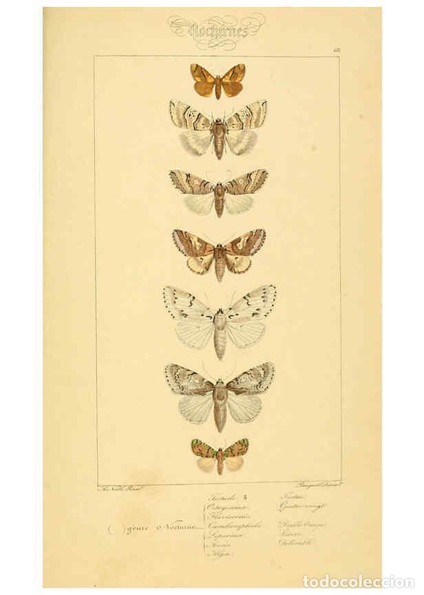 Collezionismo di Riviste e Giornali: Reproducci&oacute;n/Reproduction 6053317611: Histoire naturelle des l&eacute;pidopt&egrave;res d'Europe Paris :L. de Bure