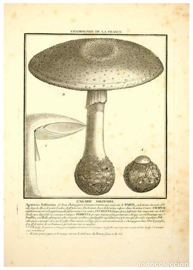 Collezionismo di Riviste e Giornali: Reproducci&oacute;n/Reproduction 6050090936: Herbier de la France. 1-48. Paris,Chez l'auteur, Didot, Debure