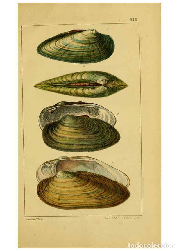 Collezionismo di Riviste e Giornali: Reproducci&oacute;n/Reproduction 6052402955: Illustrations of the land and fresh water conchology of Great