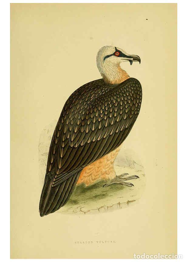 Collezionismo di Riviste e Giornali: Reproducci&oacute;n/Reproduction 6049768545: A history of the birds of Europe, not observed in the British