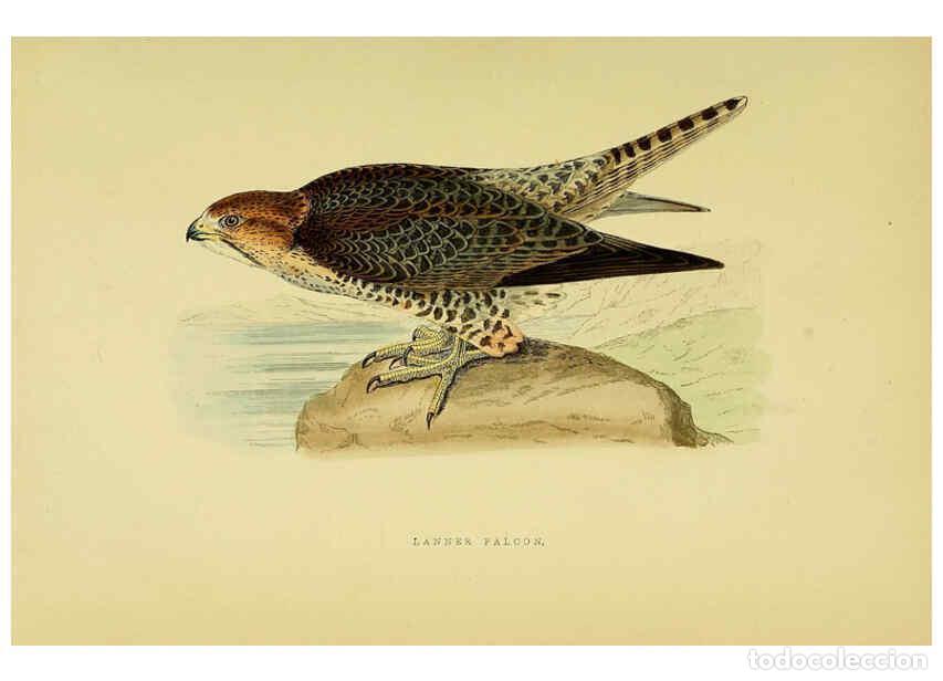 Collezionismo di Riviste e Giornali: Reproducci&oacute;n/Reproduction 6050321660: A history of the birds of Europe, not observed in the British