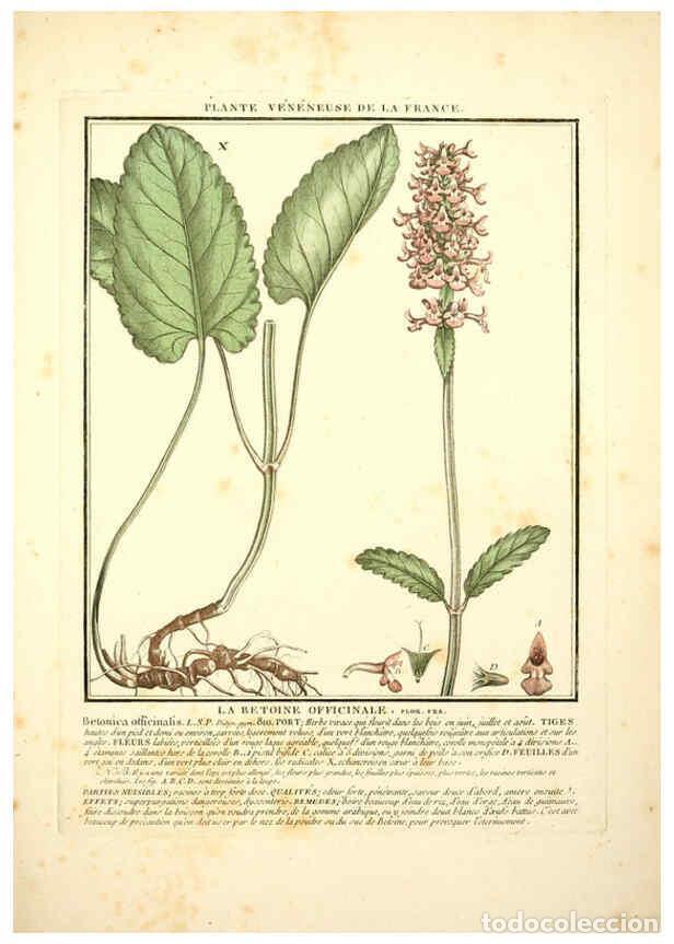 Collezionismo di Riviste e Giornali: Reproducci&oacute;n/Reproduction 6050088588: Herbier de la France. 1-48. Paris,Chez l'auteur, Didot, Debure
