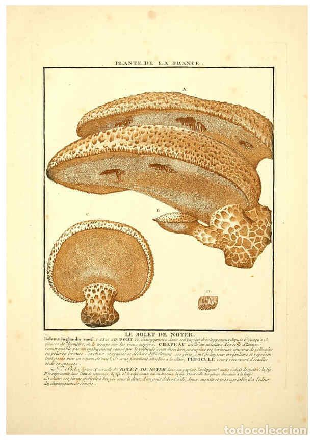 Collezionismo di Riviste e Giornali: Reproducci&oacute;n/Reproduction 6049527235: Herbier de la France. 1-48. Paris,Chez l'auteur, Didot, Debure
