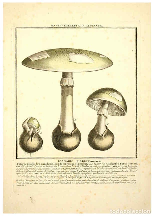 Collezionismo di Riviste e Giornali: Reproducci&oacute;n/Reproduction 6049521893: Herbier de la France. 1-48. Paris,Chez l'auteur, Didot, Debure