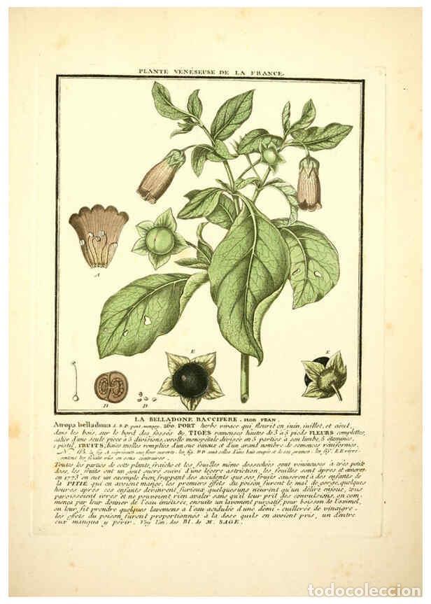 Collezionismo di Riviste e Giornali: Reproducci&oacute;n/Reproduction 6049530755: Herbier de la France. 1-48. Paris,Chez l'auteur, Didot, Debure