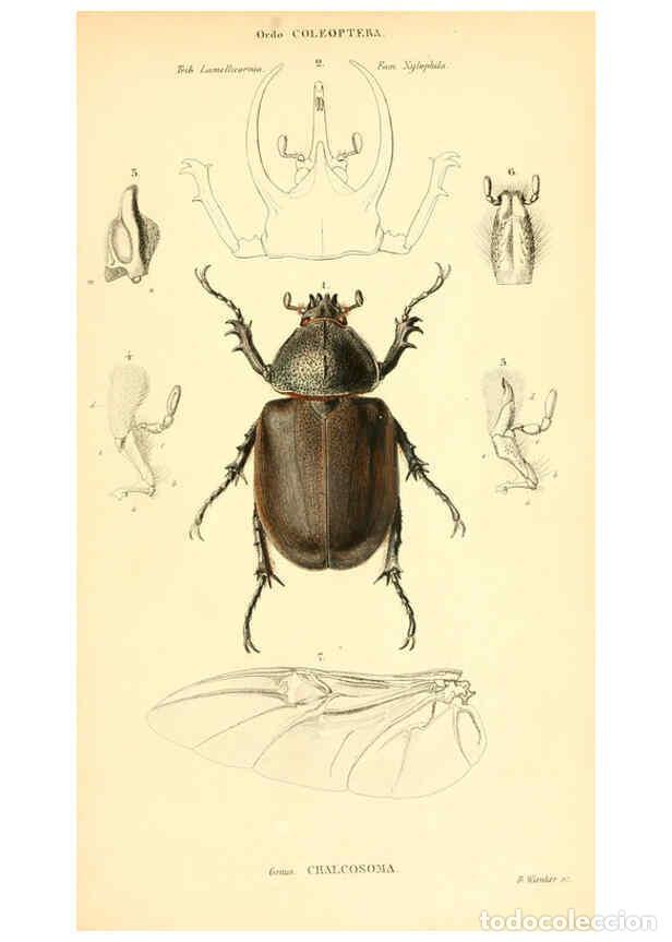 Collezionismo di Riviste e Giornali: Reproducci&oacute;n/Reproduction 6049331385: Genera qu&aelig;dam insectorum. Iconibus illustravit et descripsit H