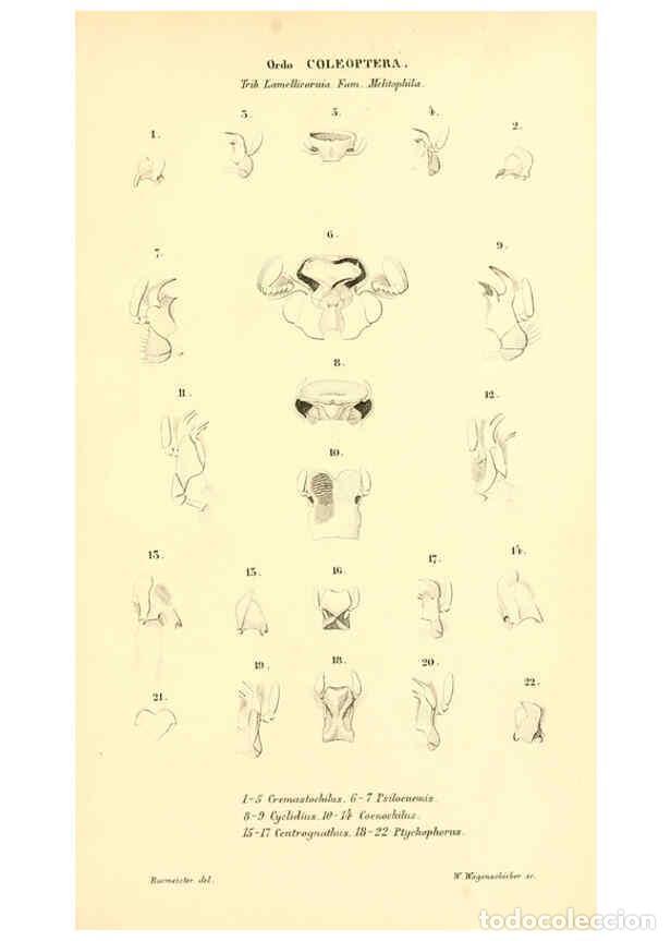 Collezionismo di Riviste e Giornali: Reproducci&oacute;n/Reproduction 6049885788: Genera qu&aelig;dam insectorum. Iconibus illustravit et descripsit H