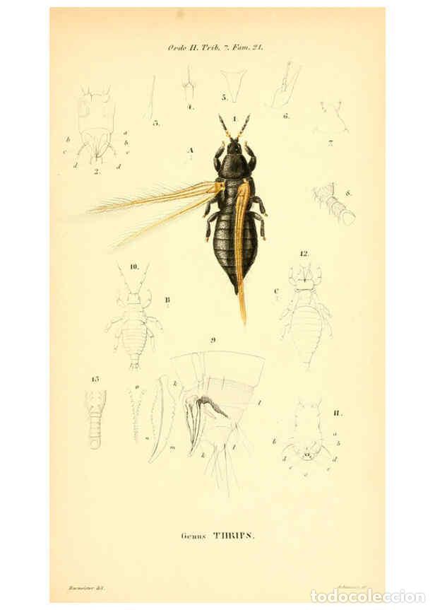 Collezionismo di Riviste e Giornali: Reproducci&oacute;n/Reproduction 6049328853: Genera qu&aelig;dam insectorum. Iconibus illustravit et descripsit H