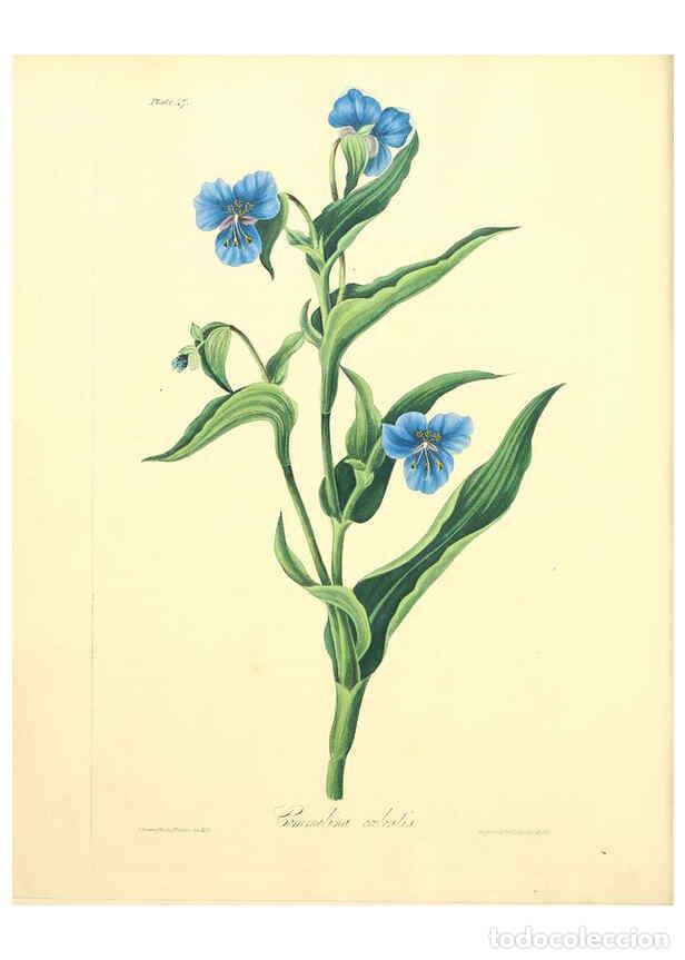 Collectionnisme de Revues et Journaux: Reproducci&oacute;n/Reproduction 6048979237: Floral illustrations of the seasons London,Robert Havell,1831