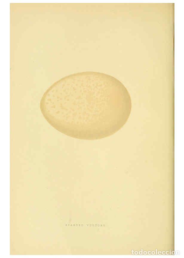 Collectionnisme de Revues et Journaux: Reproducci&oacute;n/Reproduction 6049768847: A history of the birds of Europe, not observed in the British