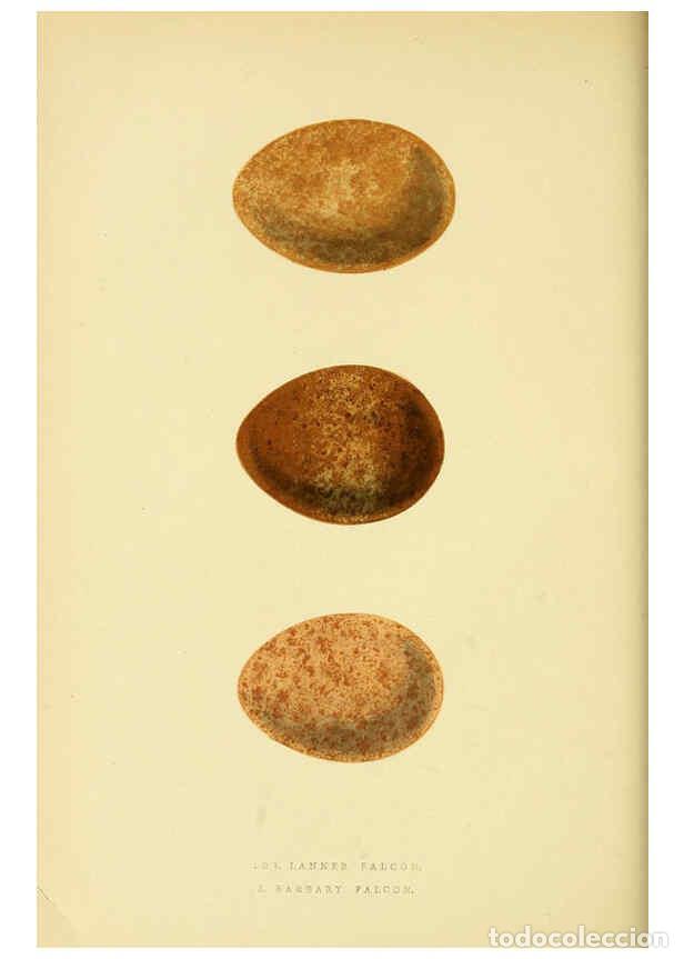 Collectionnisme de Revues et Journaux: Reproducci&oacute;n/Reproduction 6049770085: A history of the birds of Europe, not observed in the British