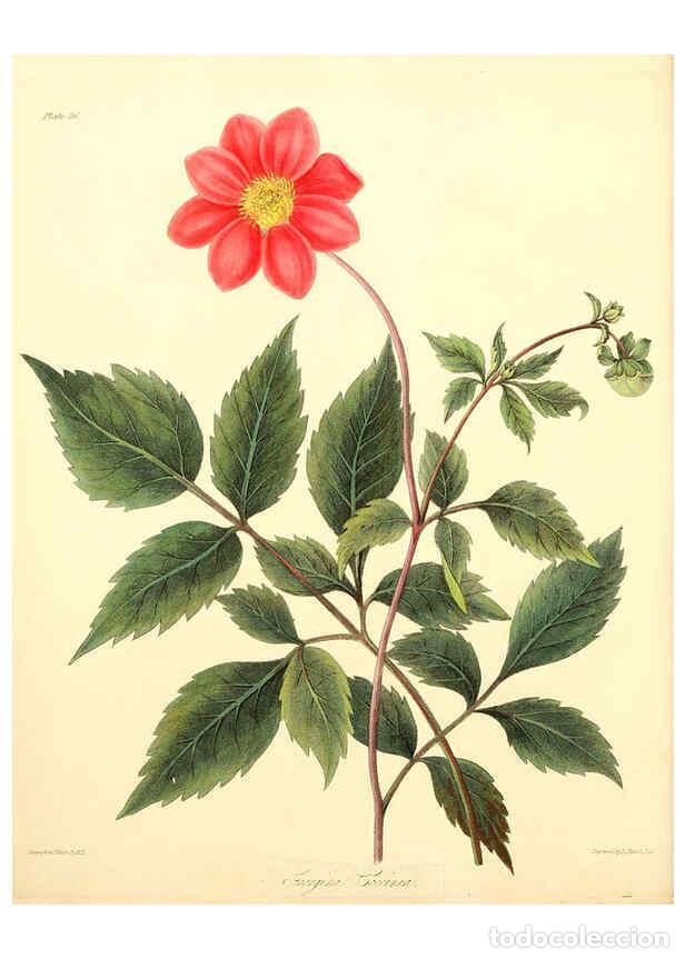 Collectionnisme de Revues et Journaux: Reproducci&oacute;n/Reproduction 6049523492: Floral illustrations of the seasons London,Robert Havell,1831